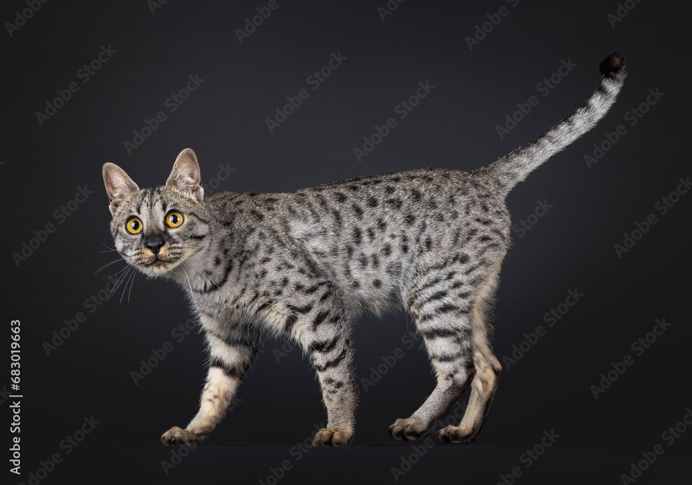 Obraz premium F4 Savannah cat standing side ways. Looking straight to camera. isolated on a black background.