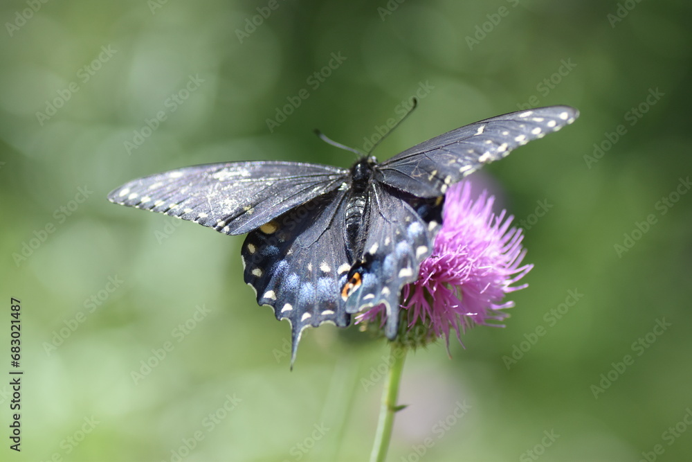 Swallowtail butterfly and thistle Swallowtail butterfly and thistle