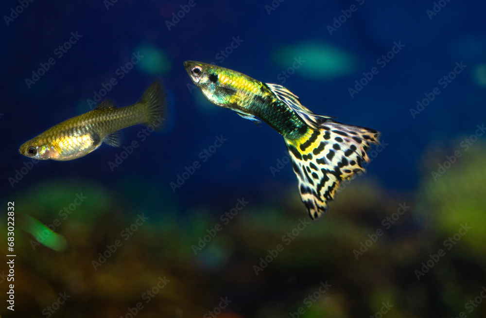Naklejka premium The guppy aquarium fish swims. Two fish male and female. Latin name Poecilia reticulata.