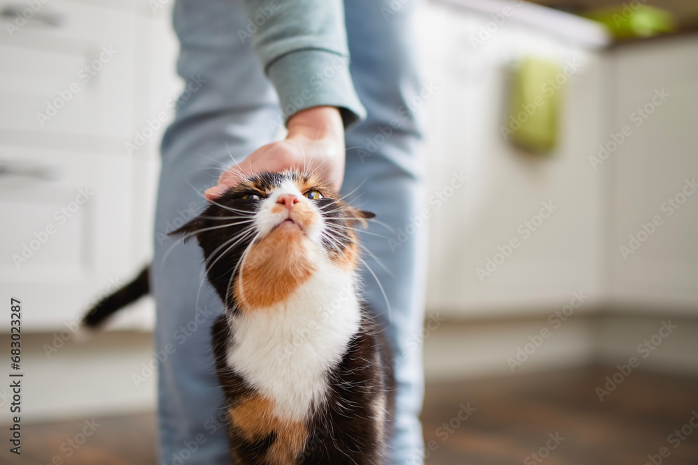 Domestic life with pet. Welcoming cat with its owner at home. Hand of man stroking tabby cat. . - obrazy, fototapety, plakaty 