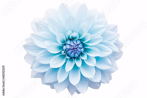 A large, fluffy Dahlia in a bright blue hue set against an isolated white backdrop for design.
