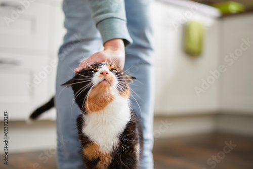 Domestic life with pet. Welcoming cat with its owner at home. Hand of man stroking tabby cat. . photo