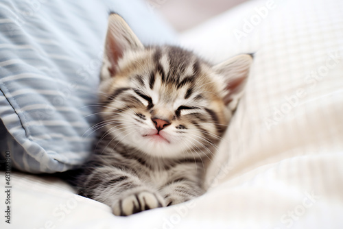 Satisfied gray tabby kitten sleeps on soft pillows.