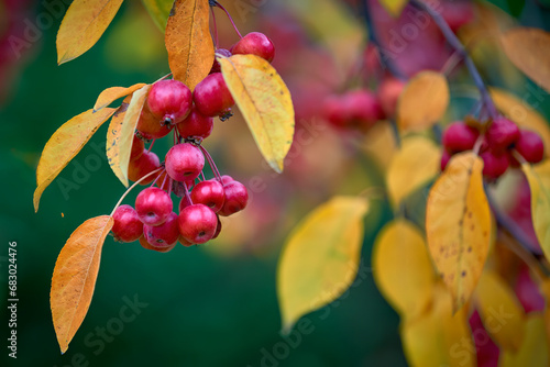 ripe red apples with in autumn with golden leafs