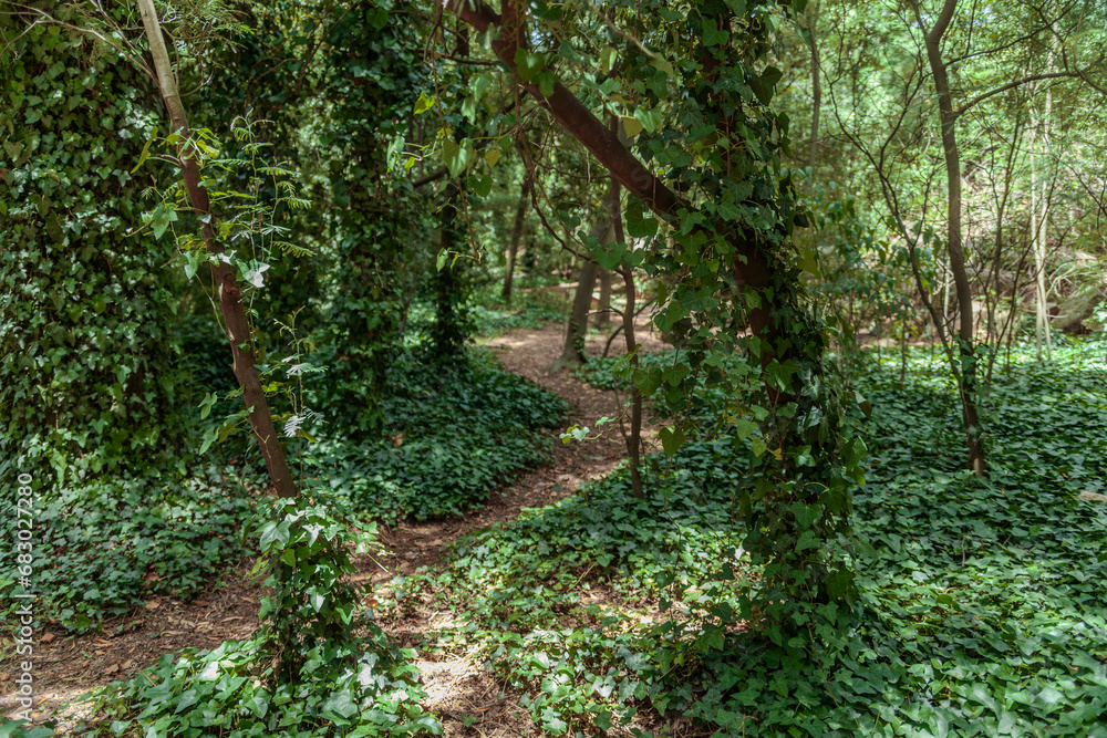 Fototapeta premium GREEN FOREST GROVE