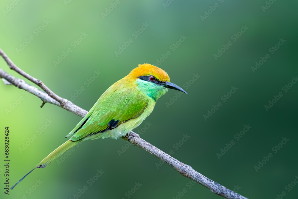bee eater perched on a branch bee eater perched on a branch