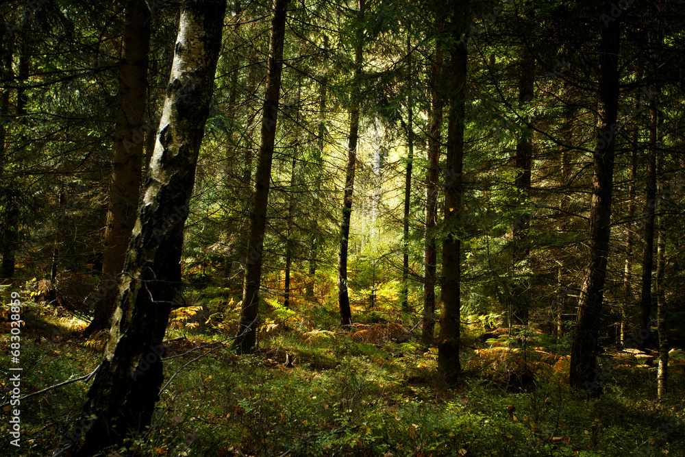 autumn forest in the morning autumn forest in the morning