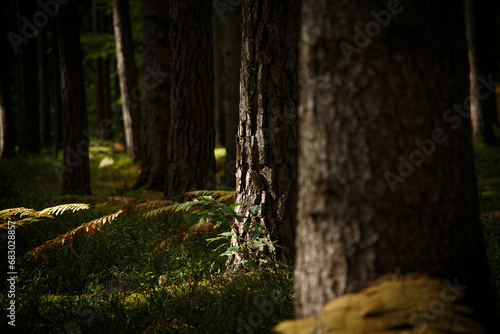 tree in the forest