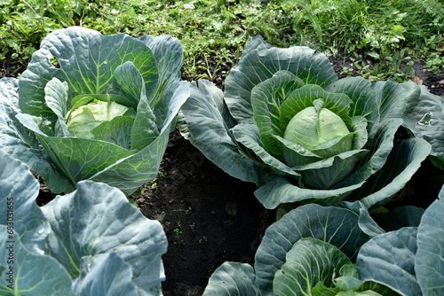 Green cabbage removed from the top. Ripe cabbage fruit. Brassica oleracea.