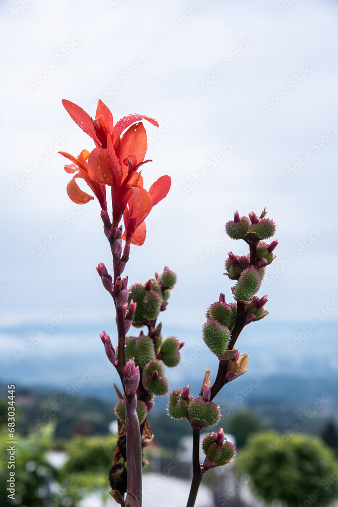 rot blühendes Indisches Blumenrohr