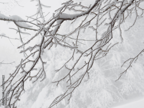 Winter landscape. Snow-covered trees. frosted tree branches.