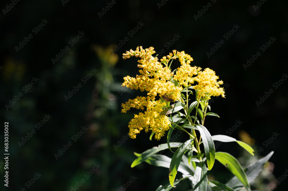 blühende Goldrute im Wald