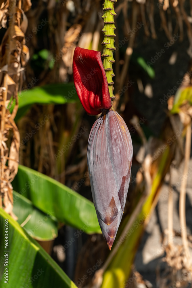 Bananen Blüte