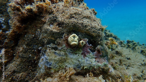 Scarlet coral or pig-tooth coral, european star coral Balanophyllia (Balanophyllia) europaea undersea, Aegean Sea, Greece, Halkidiki
 photo
