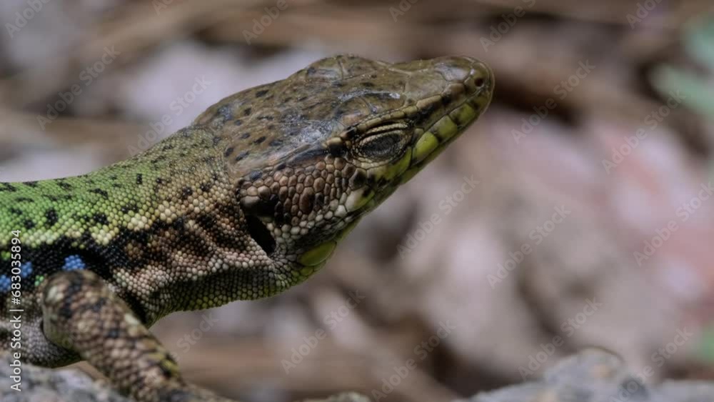A Majestic Lizard Basking in the Sun on a Serene Rocky Outcrop A Majestic Lizard Basking in the Sun on a Serene Rocky Outcrop
