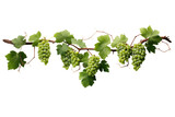 Long branch full of grape leaves and green grapes on a cutout PNG transparent