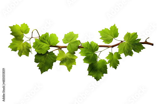 Long branch full of green vine leaves on a clipped PNG transparent background