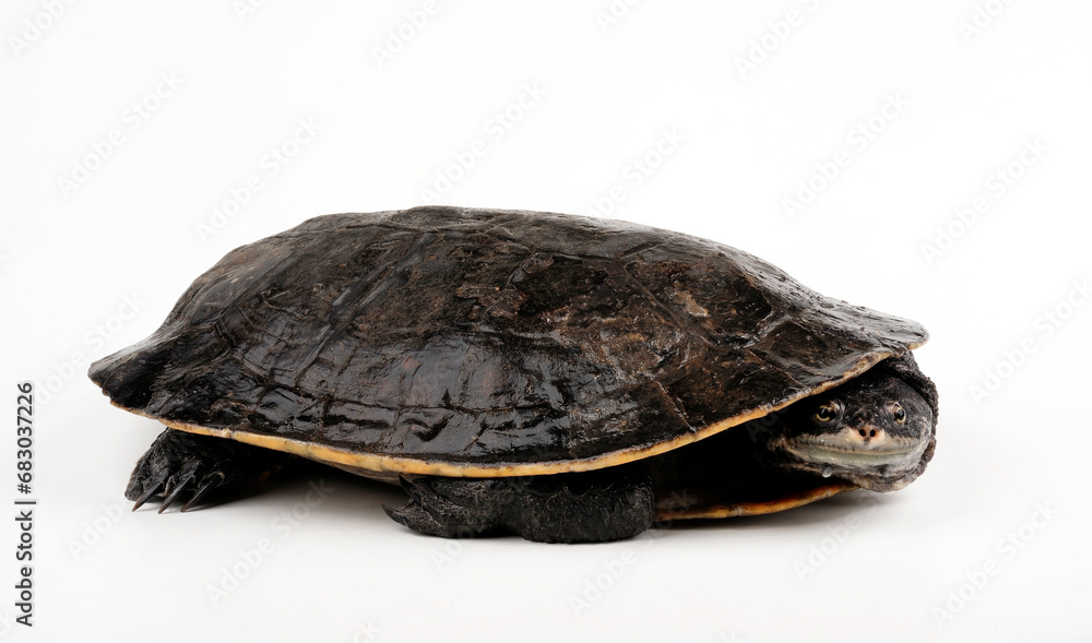 Dunkle Krötenkopfschildkröte // Geoffroy's side-necked turtle (Phrynops geoffroanus) Dunkle Krötenkopfschildkröte // Geoffroy's side-necked turtle (Phrynops geoffroanus)