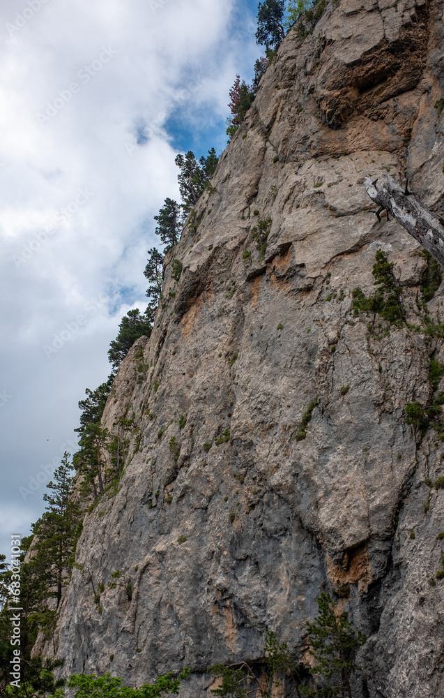 Green trees grow on a steep cliff in the Caucasus mountains.