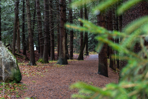 Cuadro en lienzo overcast rainy day fresh forest winter bad weather