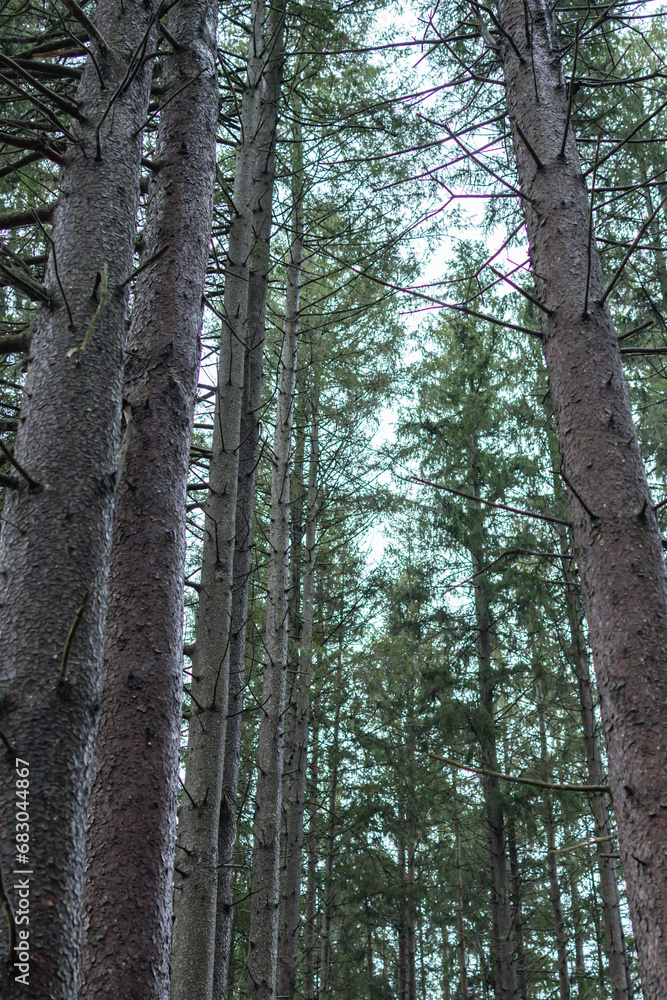 Obraz premium overcast rainy day fresh forest winter bad weather pine trees gloomy hiking trail