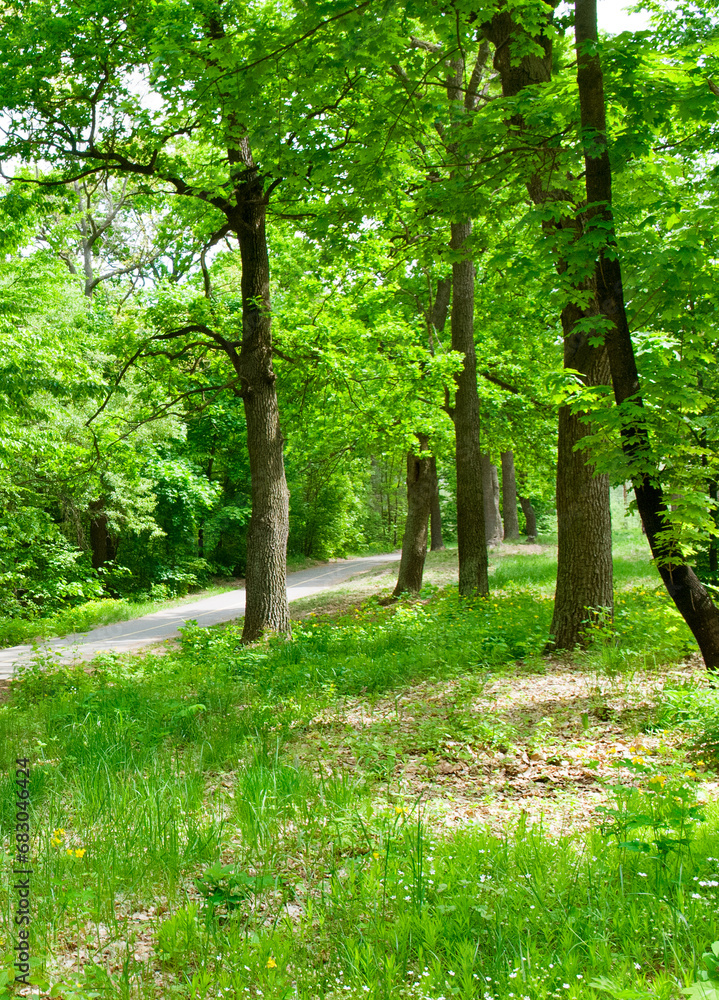 Deciduous forest, green grass and pathway. Vertical photo. Deciduous forest, green grass and pathway. Vertical photo.