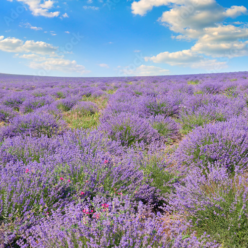 Field with blossoming lavender and blue sky.