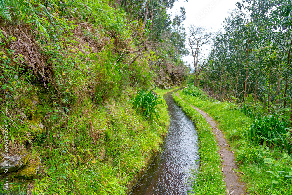 dense forest trail through an old irrigation water channel in typical Portuguese operation on the island of Madeira dense forest trail through an old irrigation water channel in typical Portuguese operation on the island of Madeira