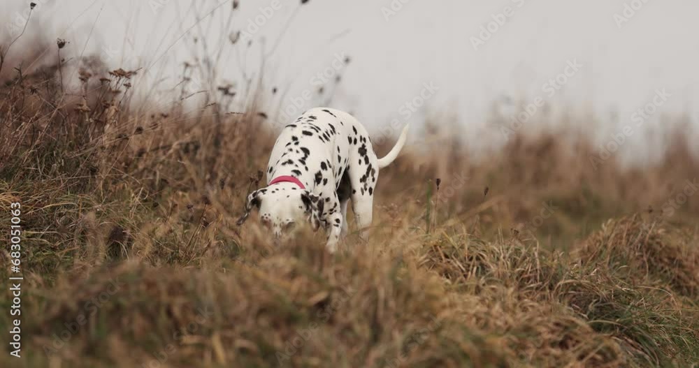 Two dog friends running around being playfull digging holes in ground. Wearing red collar. Cloudy cold winter autumn day. Snowy mountains in back. Healthy happy pure breed dogs. 10 bit 120 fps 4k