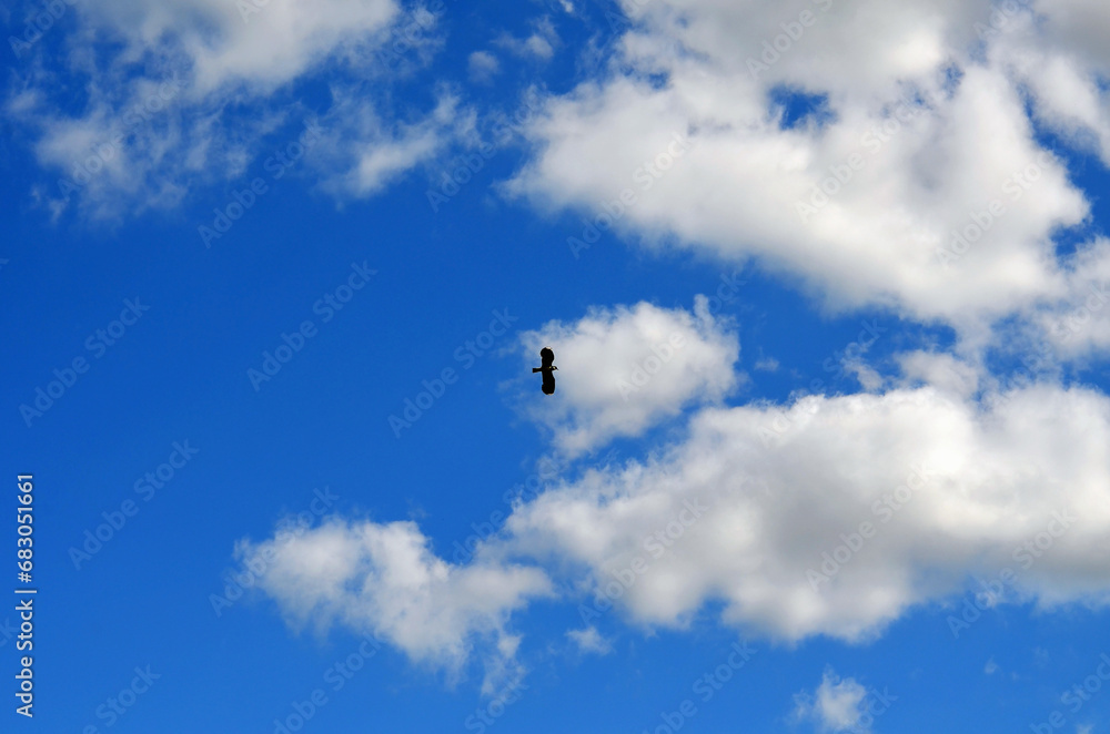 blue sky with clouds and a flying bird blue sky with clouds and a flying bird