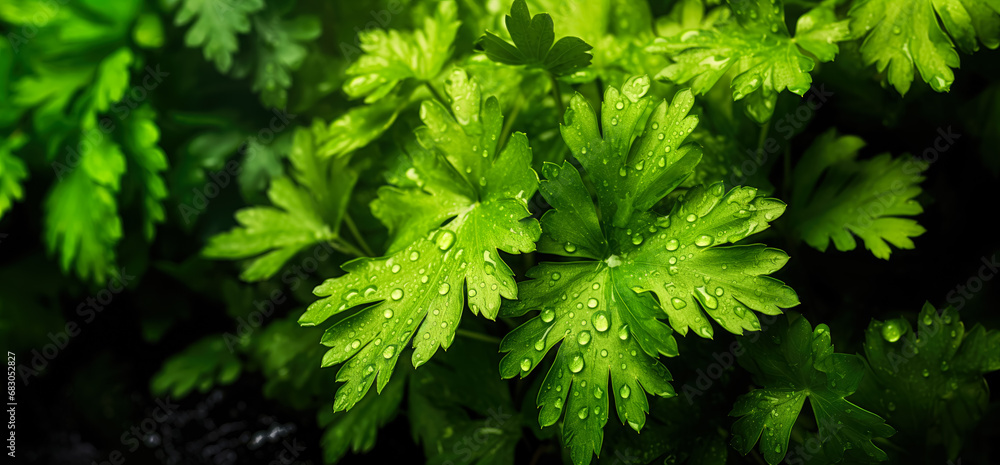 Fresh green parsley leaves, with water drops over it, closeup macro detail. Generative AI Fresh green parsley leaves, with water drops over it, closeup macro detail. Generative AI