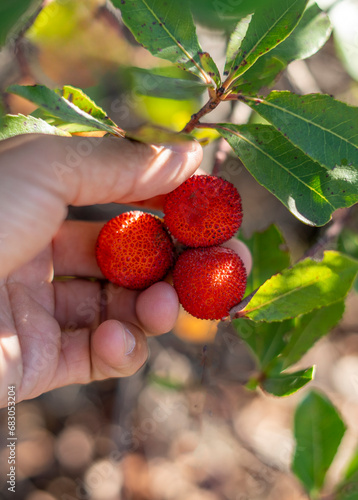 Canvastavla Arbutus knwon as medronho in Portugal Growing in mediterranean, western Europe countries