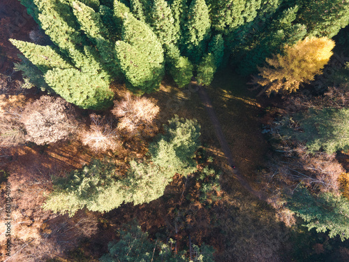 Aerial view of Old Sequoia forest, Bulgaria photo