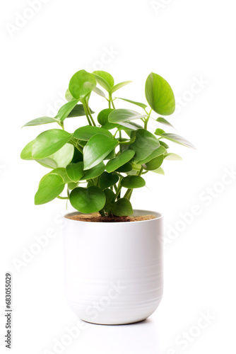 homemade green plant in a pot with large leaves on a white background photo