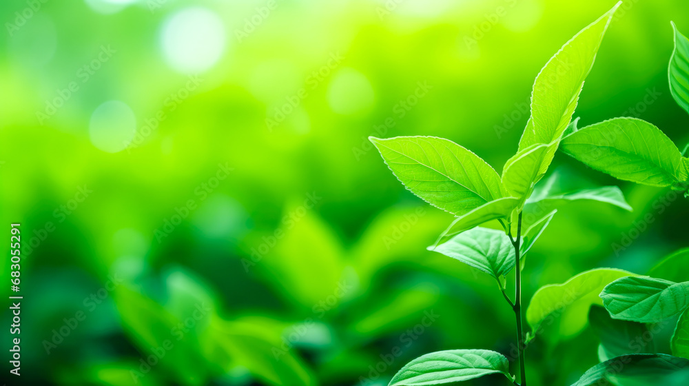 Closeup nature view of green leaf on blurred greenery background under sunlight with bokeh and copy space using as background natural plants landscape, ecology cover page concept. Closeup nature view of green leaf on blurred greenery background under sunlight with bokeh and copy space using as background natural plants landscape, ecology cover page concept.