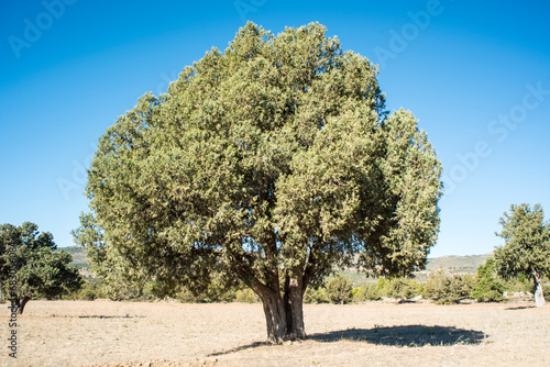 large juniper sessile trees in the Sierra de Moratalla, Spain