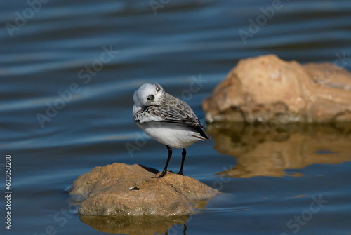 Sanderling putzt sich (Kopfreiben)
