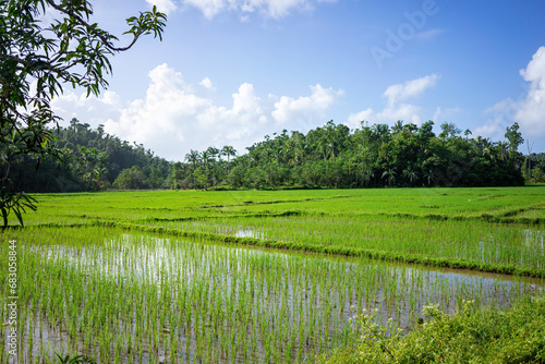 A vibrant and expansive rice paddy stretches towards a tropical forest under a bright sky
