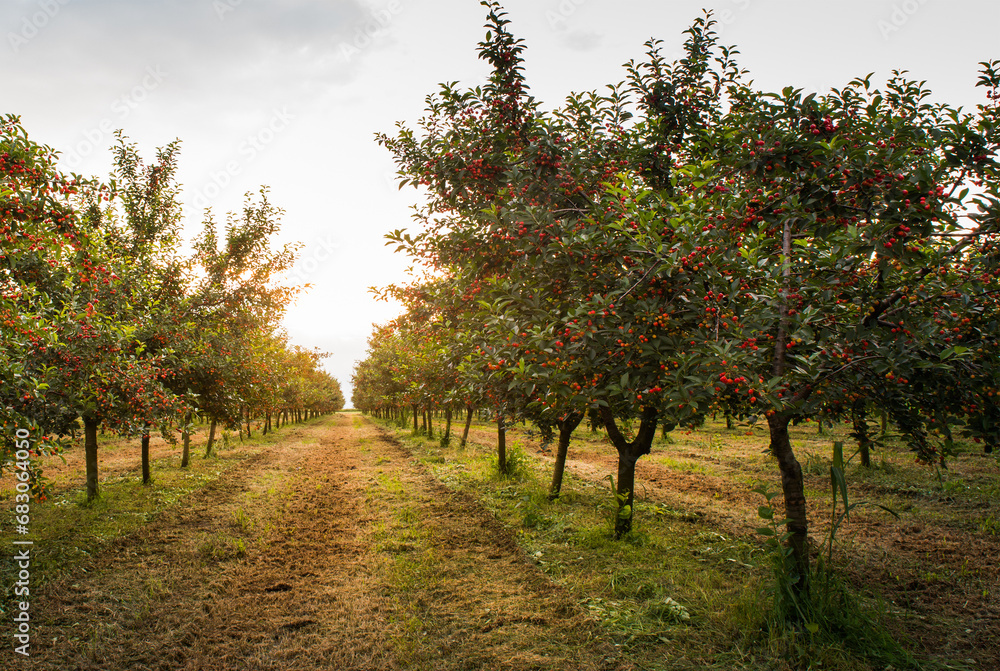 Ripe sour cherry trees orchard fields