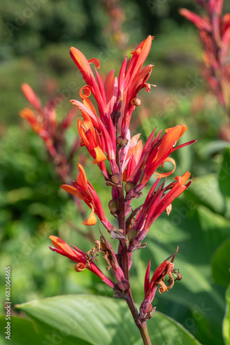 Indian shot (canna indica) flowers in bloom photo