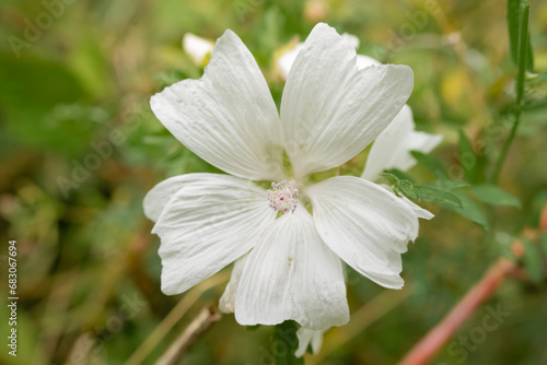 Foto close-up of beautiful white musk mallow (Malva moschata) flowers growing wild