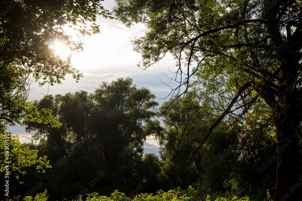 Fototapeta premium Green landscape with trees illuminated by sunlight