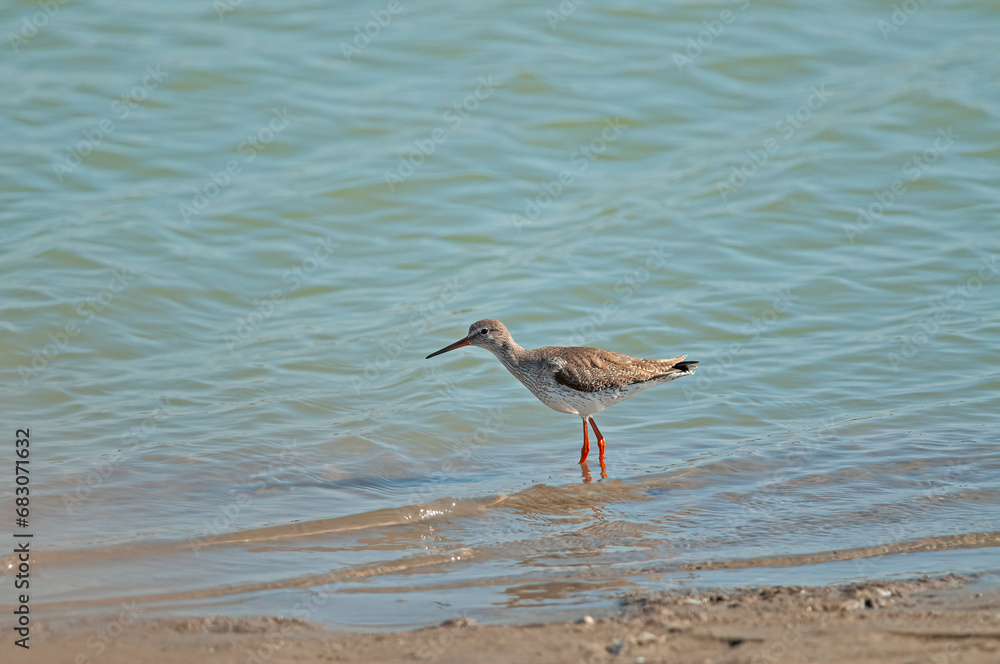 Common Redshank (Tringa totanus) feeding in the lake. Common Redshank (Tringa totanus) feeding in the lake.