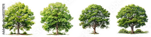 Green tree  Hyperrealistic Highly Detailed Isolated On Transparent Background Png File