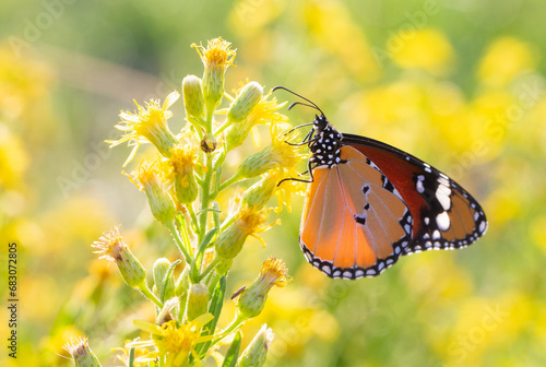 Sultan butterfly on plant ;...