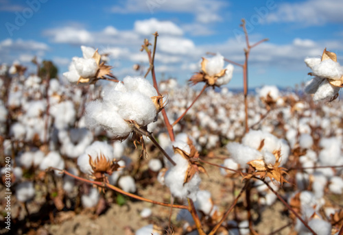 Cotton field (Turkey / Izmi...