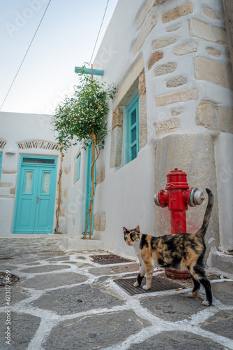 Cat posing in the streets of Parikia, Paros