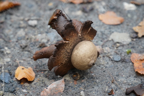 Geastrum triplex, also known as Geastrum michelianum, commonly known as collared earth star, wild mushroom in the city forest Heidehaus of Hanover, Lower Saxony, Germany. photo