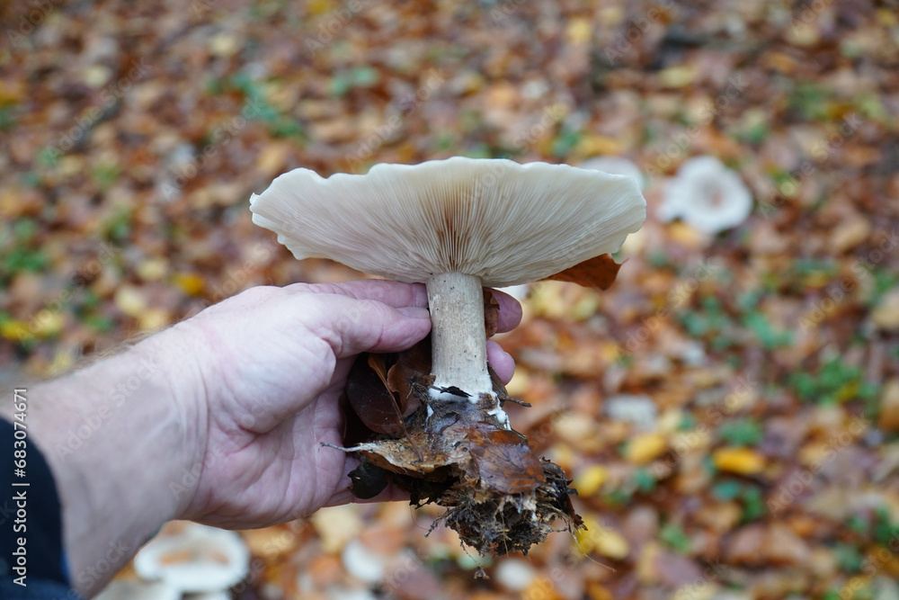 Clouded agaric, also named Cloud funnel (Clitocybe nebularis, Lepista
