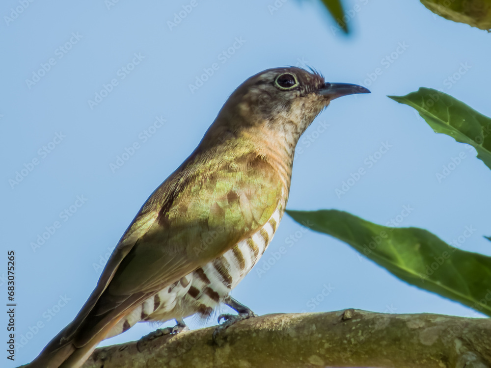 Fototapeta premium Little Bronze Cuckoo in Queensland Australia